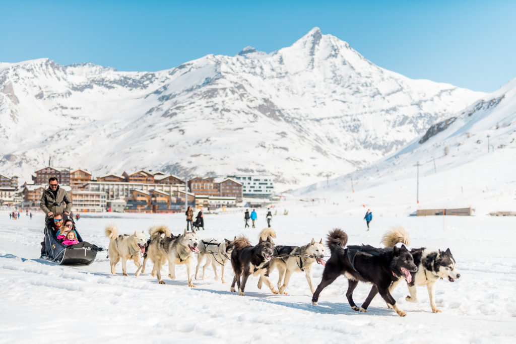 chien de traineau montagne